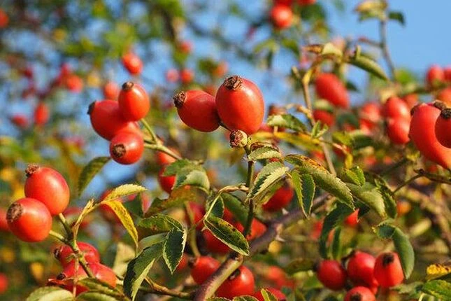 Блог - 100shop - 13