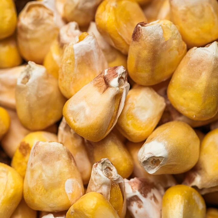 Сублімована кукурудза - 100shop - 2